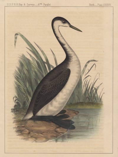 الطيور ، اللوحة الثامنة والثلاثون ، 1855 بواسطة المدرسة الأمريكية