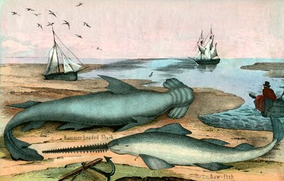 Hammerhead Shark and Sawfish بواسطة المدرسة الأمريكية