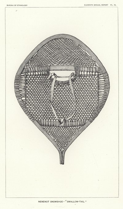 nenenot Snowshoe - الذيل السنونو بواسطة المدرسة الأمريكية