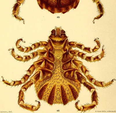 منظر بطني، بسبب، ذكر من اْنسان، Boophilus، Annulatus، تصوير، من، "Cattle، ticks بواسطة المدرسة الأمريكية