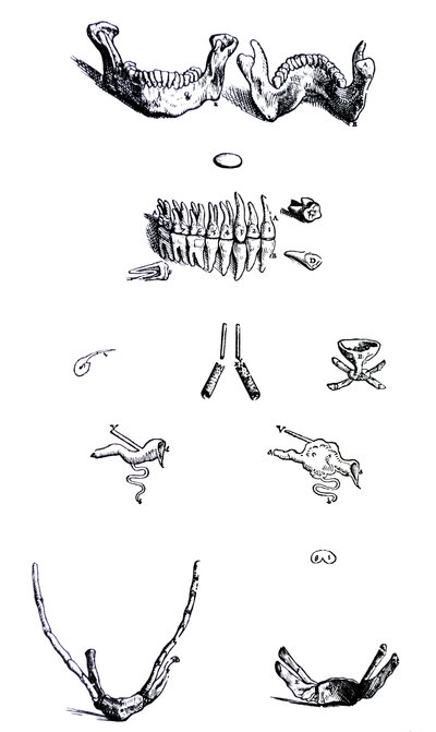 لوحات من الكتاب الأول من De Humani Corporis Fabrica بواسطة أندرو فيزاليوس