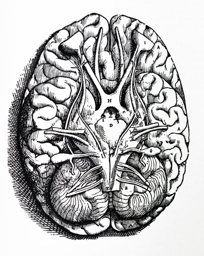 لوحات من الكتاب الرابع لـ De Humani Corporis Fabrica بواسطة أندرو فيزاليوس
