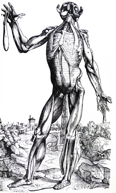 لوحات من الكتاب الثاني من De Humani Corporis Fabrica بواسطة أندرو فيزاليوس