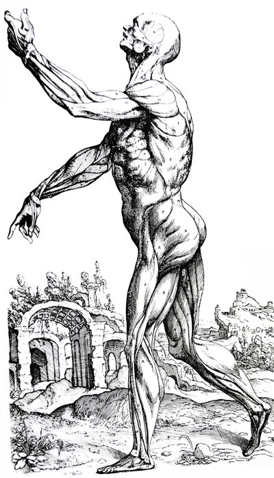 لوحات من الكتاب الثاني من De Humani Corporis Fabrica بواسطة أندرو فيزاليوس