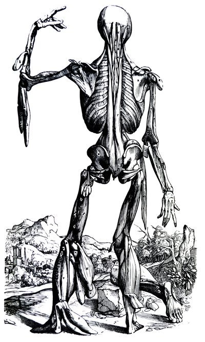 لوحات من الكتاب الثاني من De Humani Corporis Fabrica بواسطة أندرو فيزاليوس