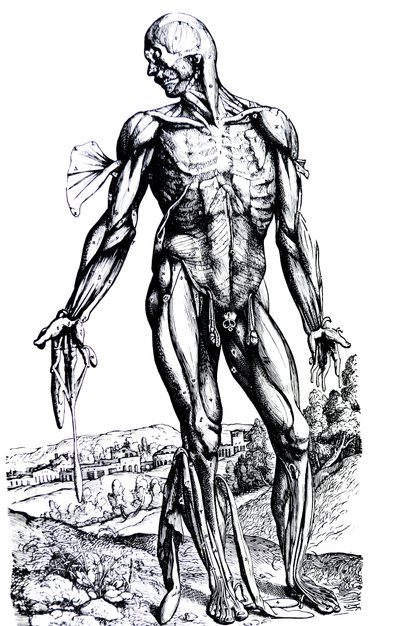 لوحات من الكتاب الثاني من De Humani Corporis Fabrica بواسطة أندرو فيزاليوس