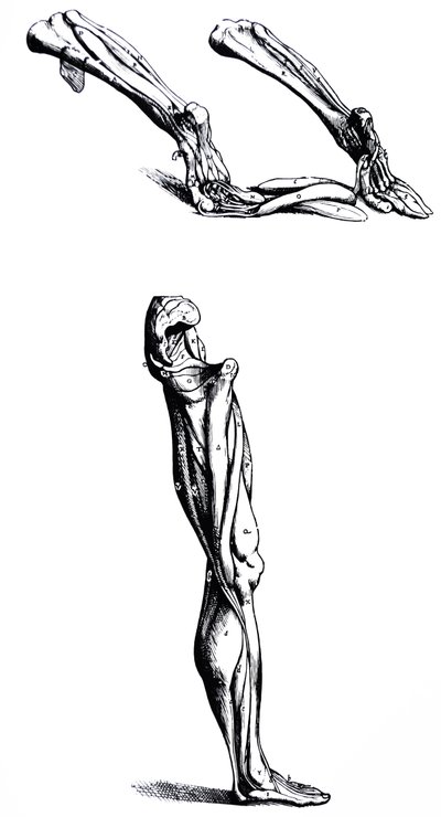 لوحات من الكتاب الثاني من De Humani Corporis Fabrica بواسطة أندرو فيزاليوس