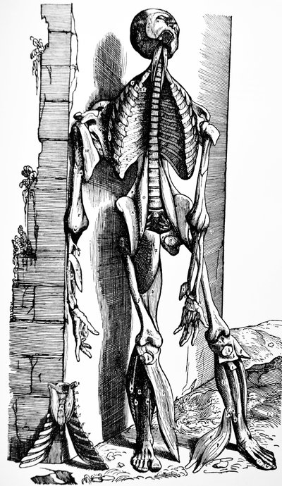 لوحات من الكتاب الثاني من De Humani Corporis Fabrica بواسطة أندرو فيزاليوس