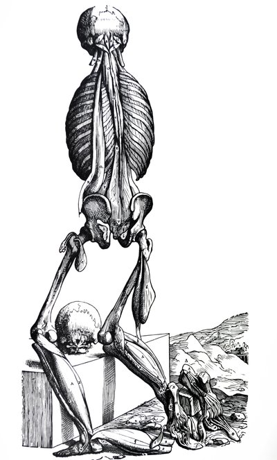 لوحات من الكتاب الثاني من De Humani Corporis Fabrica بواسطة أندرو فيزاليوس