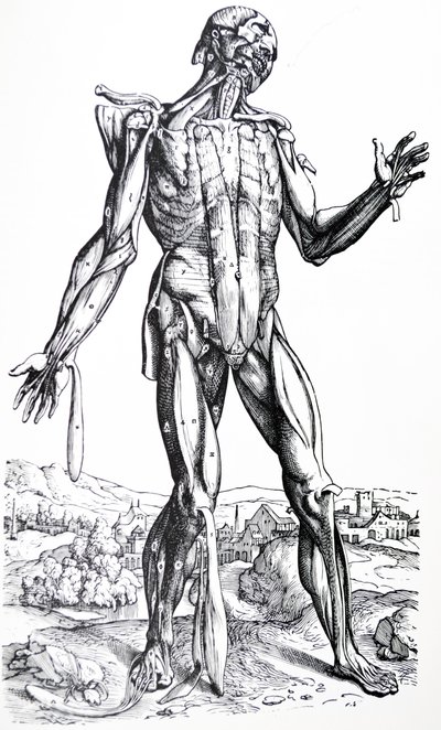 لوحات من الكتاب الثاني من De Humani Corporis Fabrica بواسطة أندرو فيزاليوس