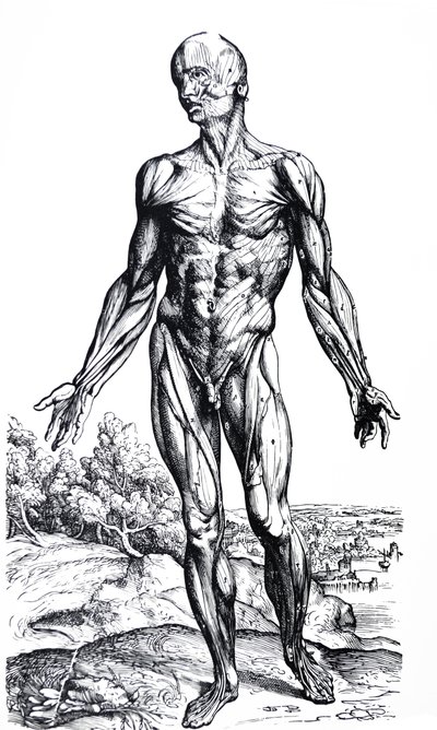 لوحات من الكتاب الثاني من De Humani Corporis Fabrica بواسطة أندرو فيزاليوس