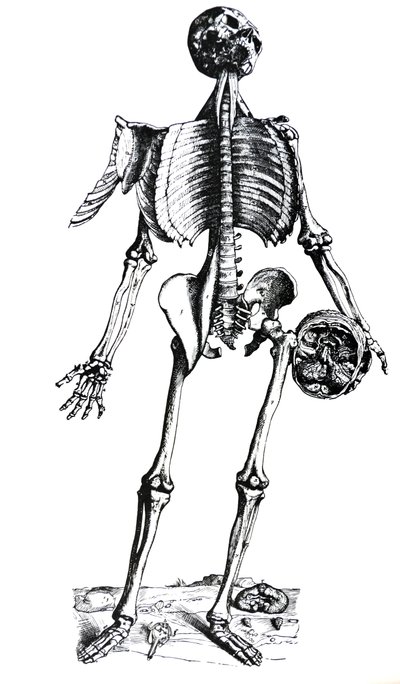 لوحات من الكتاب السابع من De Humani Corporis Fabrica بواسطة أندرو فيزاليوس
