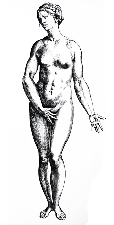 لوحات من الكتاب السابع من De Humani Corporis Fabrica بواسطة أندرو فيزاليوس