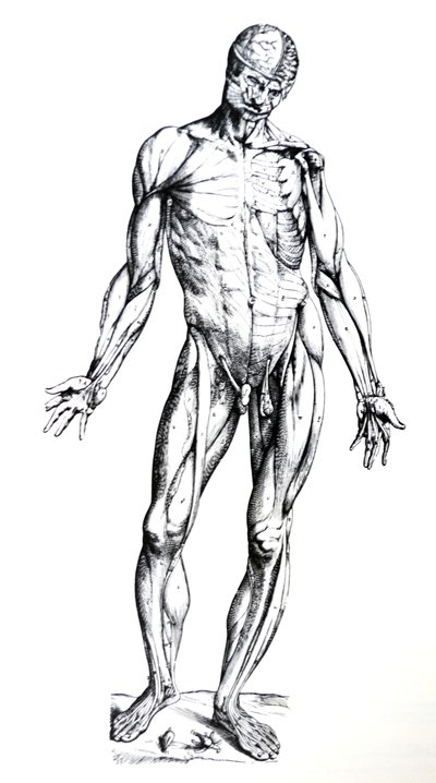 لوحات من الكتاب السابع من De Humani Corporis Fabrica بواسطة أندرو فيزاليوس