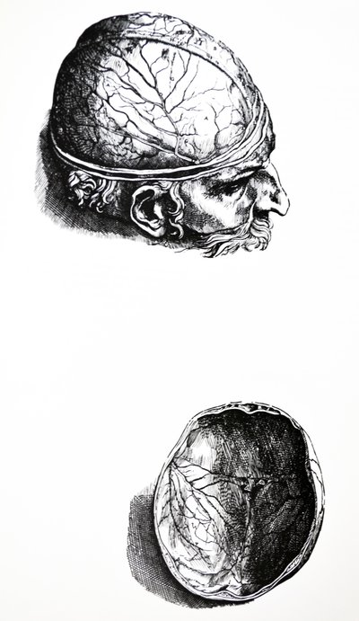 لوحات من الكتاب السابع من De Humani Corporis Fabrica بواسطة أندرو فيزاليوس