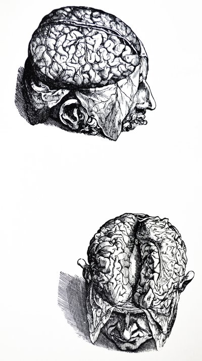 لوحات من الكتاب السابع من De Humani Corporis Fabrica بواسطة أندرو فيزاليوس