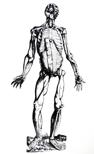لوحات من الكتاب السابع من De Humani Corporis Fabrica بواسطة أندرو فيزاليوس