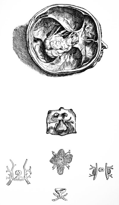 لوحات من الكتاب السابع من De Humani Corporis Fabrica بواسطة أندرو فيزاليوس