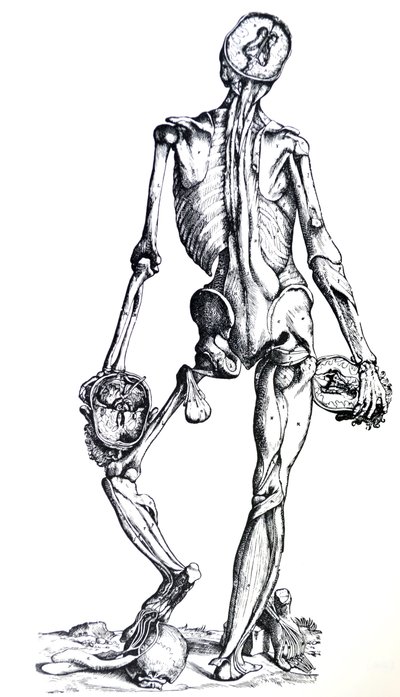 لوحات من الكتاب السابع من De Humani Corporis Fabrica بواسطة أندرو فيزاليوس