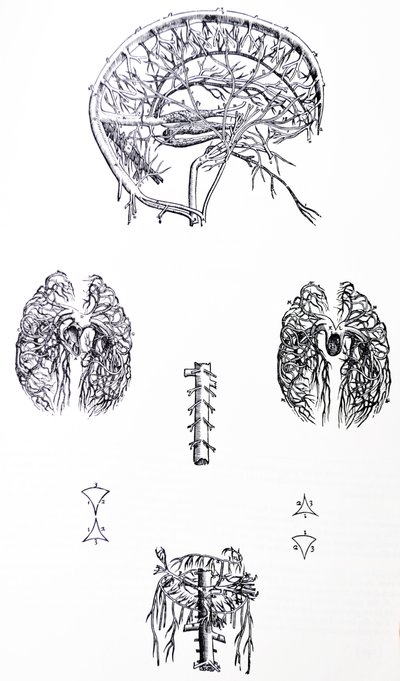لوحات من الكتاب الثالث من De Humani Corporis Fabrica بواسطة أندرو فيزاليوس