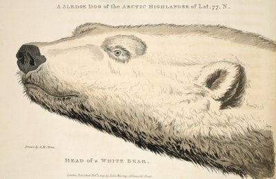 رأس دب أبيض ، رسم توضيحي من "رحلة استكشافية ..." ، 1819 (نقش يدوي) بواسطة أندرو موتز سكين