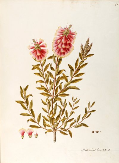 فرشاة زجاجة قرمزية (Callistemon citrinus Stapf) ، Myrtaceae ، شجيرة بأوراق ثابتة ، موطنها أستراليا ، ألوان مائية بواسطة أنجيلا روسي بوتيوني
