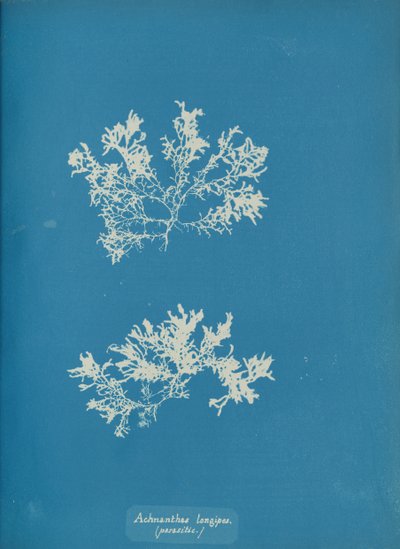 Achnanthes longipes. طفيلي ، كاليفورنيا. 1853. بواسطة آنا أتكينز