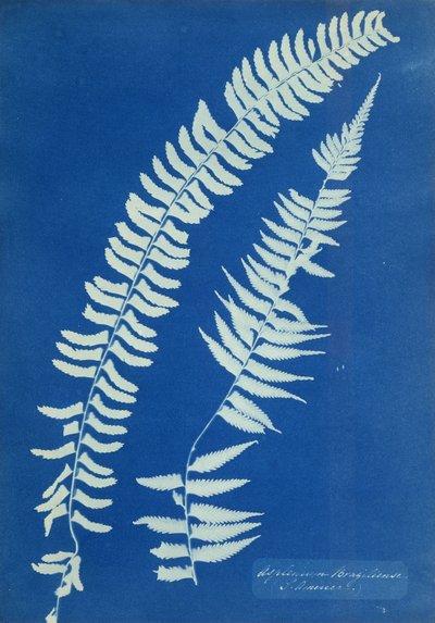 Asplenium Braziliense ، أمريكا الجنوبية ، c.1850 بواسطة آنا أتكينز