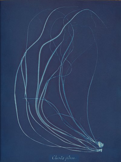 سلسلة الأسلاك ، كاليفورنيا. 1853 بواسطة آنا أتكينز