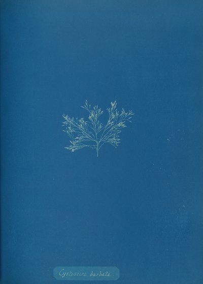 سيستوسيرا بارباتا ، كاليفورنيا. 1853. بواسطة آنا أتكينز