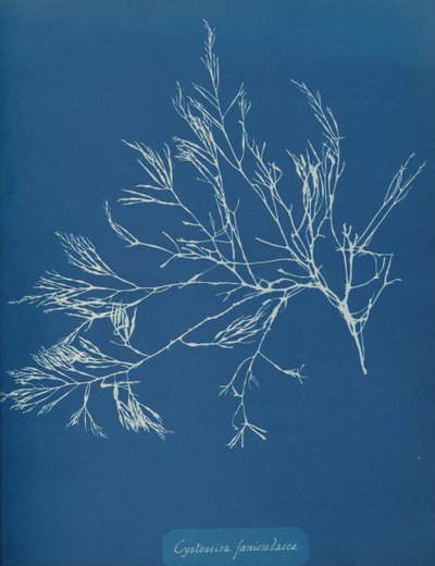 Cystoseira fæniculacea ، كاليفورنيا. 1853. بواسطة آنا أتكينز