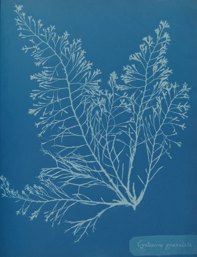 Cystoseira granulata ، كاليفورنيا. 1853. بواسطة آنا أتكينز