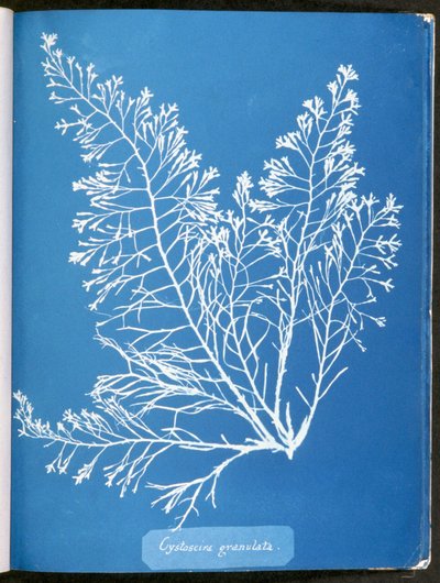 Cystoseira granulata ، من "صور الطحالب البريطانية: انطباعات Cyanotype" ، تم نشرها 1843-53 بواسطة آنا أتكينز