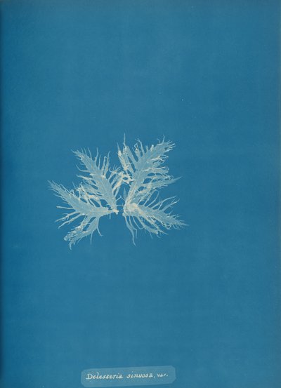 Delesseria sinvosa ، فار. ، كاليفورنيا. 1853. بواسطة آنا أتكينز