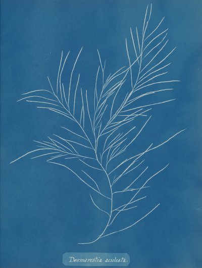 Desmarestia aculeata ، كاليفورنيا. 1853 بواسطة آنا أتكينز