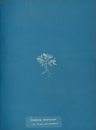 الدياتومات البحرية على Ceramium rubrum ، كاليفورنيا. 1853 بواسطة آنا أتكينز