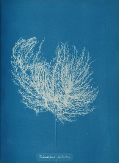 Ectocarpus distantus ، كاليفورنيا. 1853. بواسطة آنا أتكينز