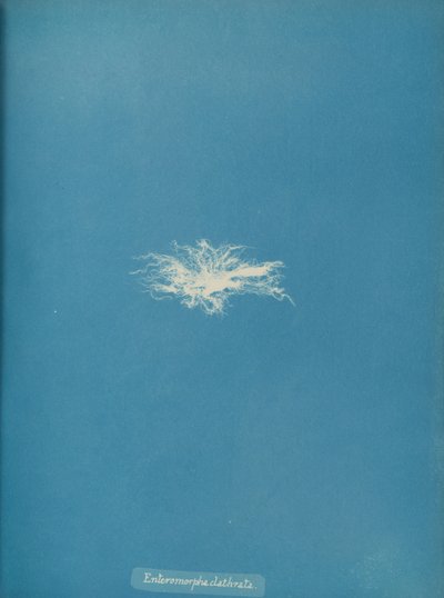 Enteromorpha clathrata ، كاليفورنيا. 1853. بواسطة آنا أتكينز