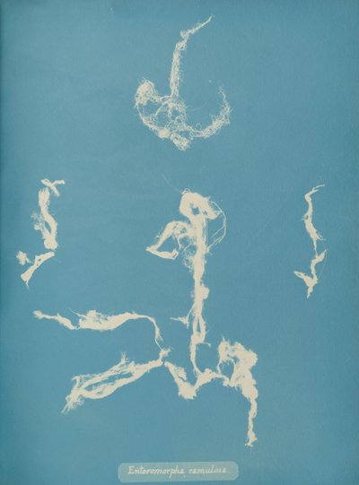 Enteromorpha ramulosa ، كاليفورنيا. 1853 بواسطة آنا أتكينز