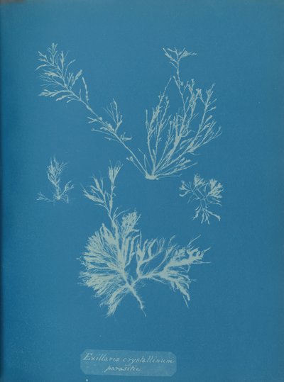 Exillaria crystallinum الطفيلية ، كاليفورنيا. 1853. بواسطة آنا أتكينز