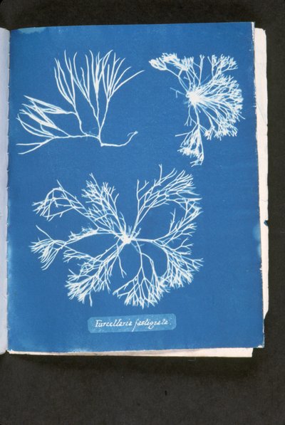 Furcelleria fastigiata ، من "صور الطحالب البريطانية: انطباعات من النوع السيانوي" ، تم نشره في ١٨٤٣-٥٣ (نوع السيانوتايب) بواسطة آنا أتكينز