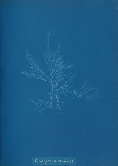 Gloisiphonia capillaris ، كاليفورنيا. 1853. بواسطة آنا أتكينز
