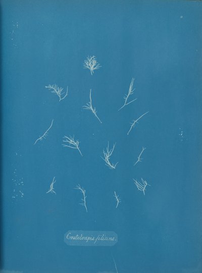 Grateloupia filicina ، كاليفورنيا. 1853. بواسطة آنا أتكينز