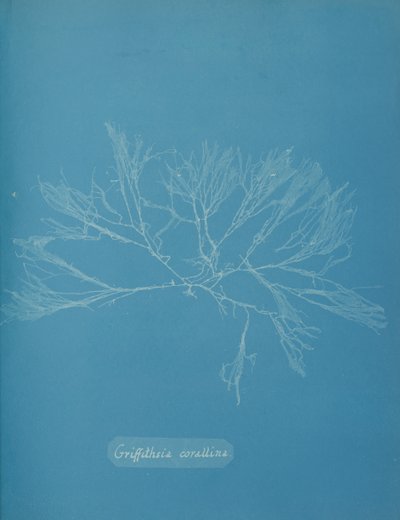 كورال جريفيثسيا ، كاليفورنيا. 1853. بواسطة آنا أتكينز