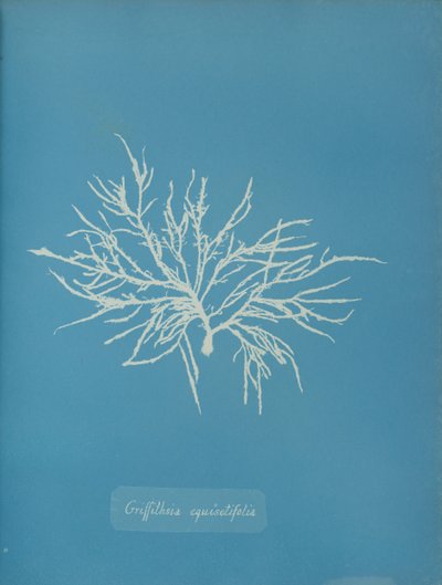Griffithsia equisetifolia ، كاليفورنيا. 1853. بواسطة آنا أتكينز