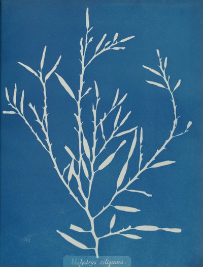 Halydrys siliquosa ، كاليفورنيا. 1853 بواسطة آنا أتكينز