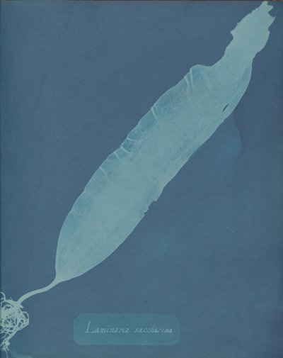 Laminaria saccharina ، كاليفورنيا. 1853. بواسطة آنا أتكينز