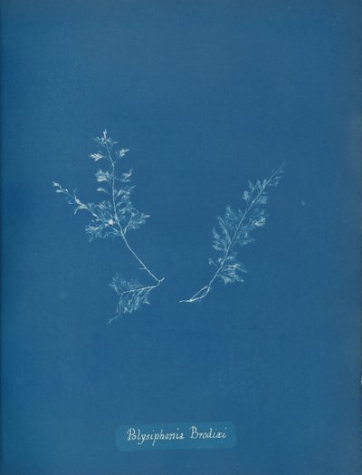 Polysiphonia برودي ، كاليفورنيا. 1853 بواسطة آنا أتكينز