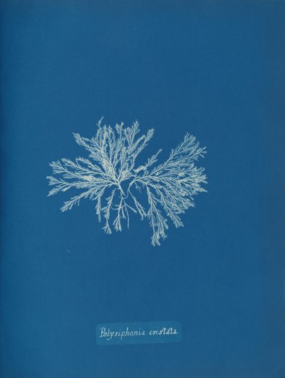 Polysiphonia cristata ، كاليفورنيا. 1853. بواسطة آنا أتكينز