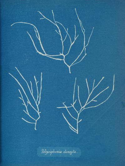 Polysiphonia elongata ، كاليفورنيا. 1853 بواسطة آنا أتكينز